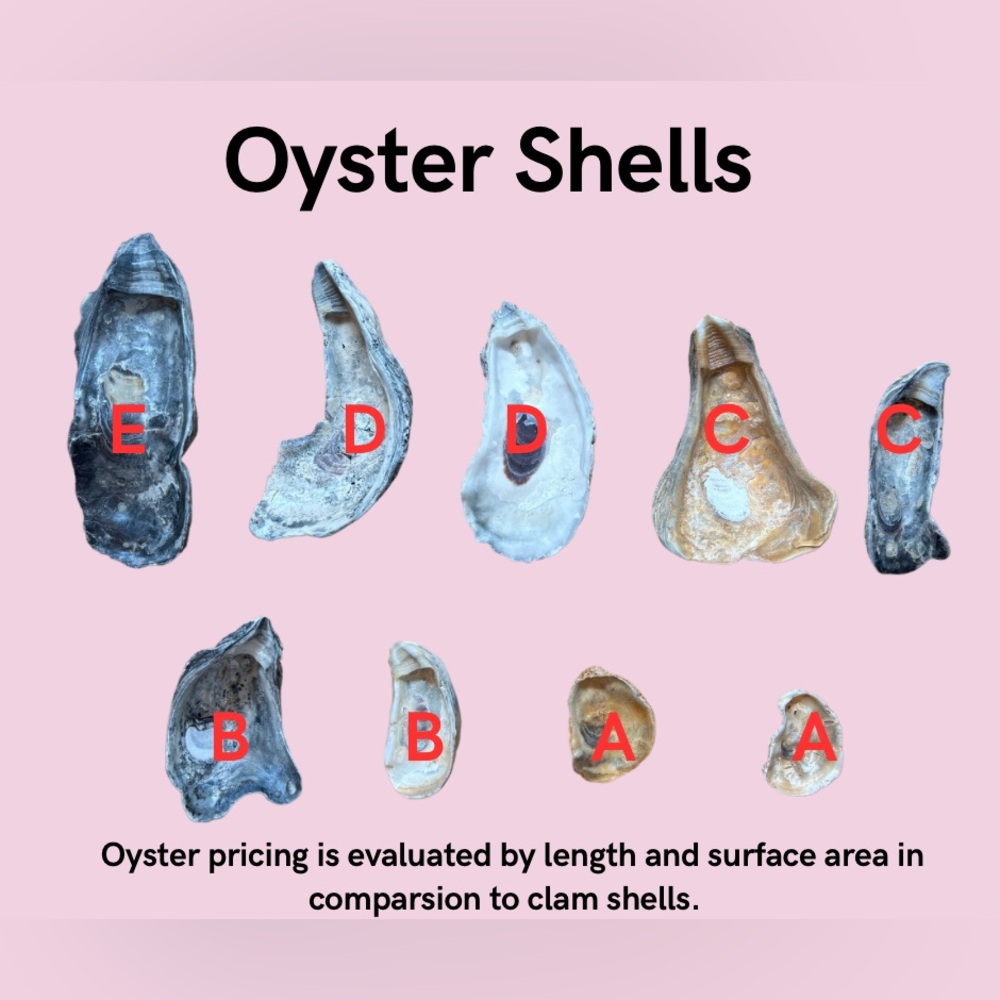 🐚Custom Shell Ring Dish Information Comment Below 👇🏻for custom inquiries. 🦪 - Picture 4 of 15